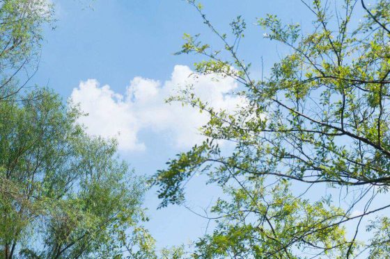 图片[1]-夏天做什么副业赚钱（夏季兴盛的小生意：水果捞）-叶子木笔记