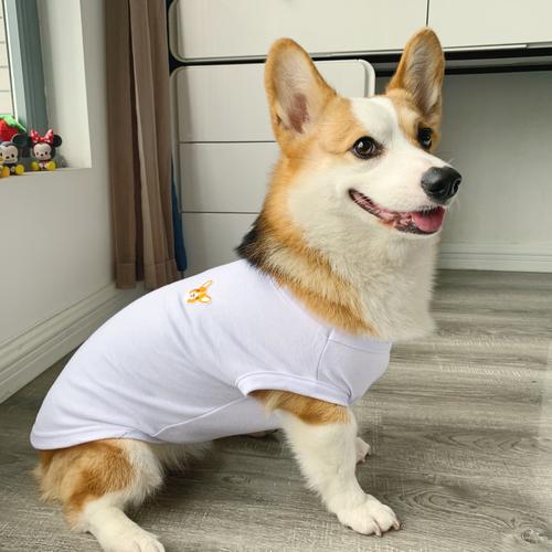 宠物衣服怎么拍抖音（毛孩子时装秀：轻松打造宠物时尚）-叶子木笔记