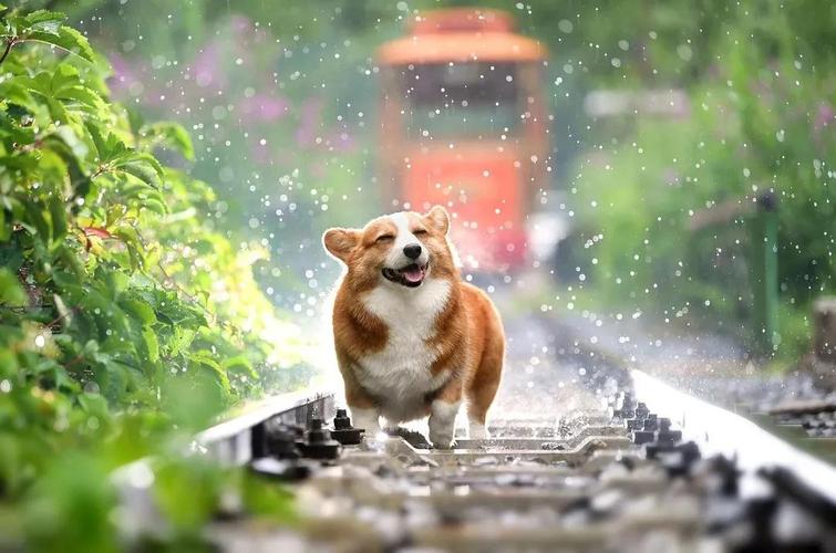 宠物领域的视频怎么拍（宠物赛道爆火秘籍）-叶子木笔记