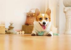 抖音做宠物用品怎么起号(小白宠物博主攻略)-叶子木笔记